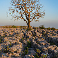 Buy canvas prints of Malham Lone tree at sunset by Kevin Winter