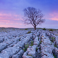 Buy canvas prints of Malham Lone tree at sunrise by Kevin Winter