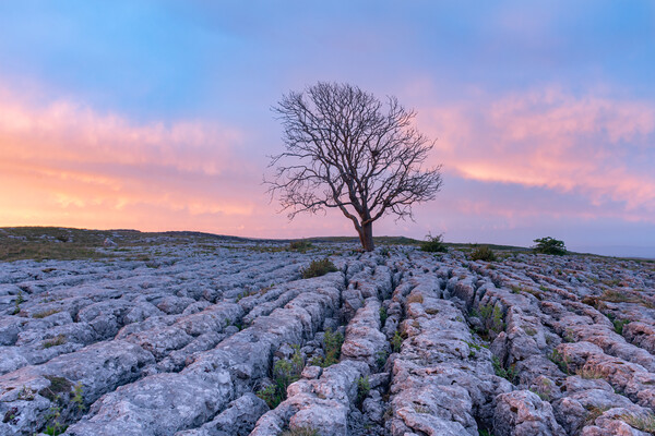 Malham Lone tree at sunrise Picture Board by Kevin Winter