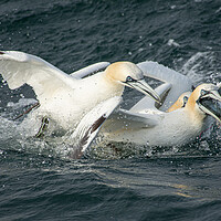 Buy canvas prints of Fighting Gannets by Kevin Winter