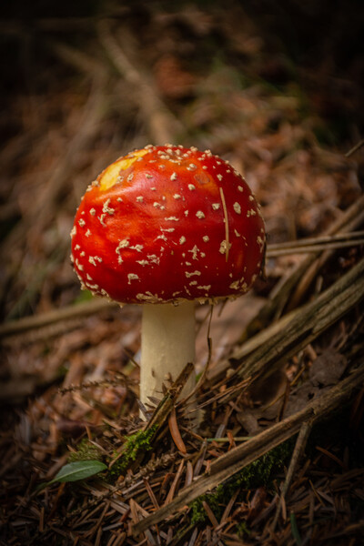 Amanita muscaria Picture Board by Kevin Winter