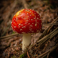 Buy canvas prints of Amanita muscaria by Kevin Winter
