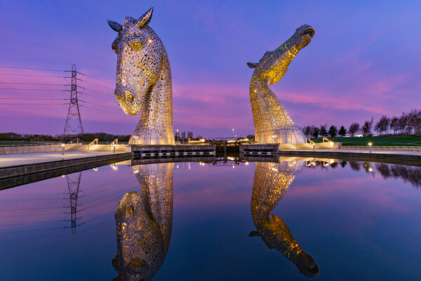 Yellow Kelpies Picture Board by Kevin Winter