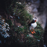 Buy canvas prints of Lone Puffin by Kevin Winter