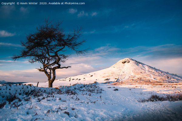 Snowy Roseberry Tree Picture Board by Kevin Winter