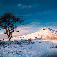 Buy canvas prints of Snowy Roseberry Tree by Kevin Winter