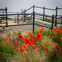 Buy canvas prints of Saltburn Poppies by Kevin Winter