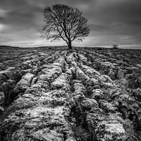 Buy canvas prints of Malham Tree in Black and white by Kevin Winter