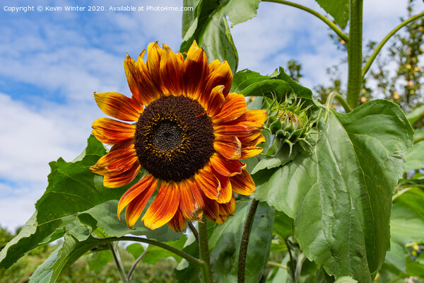 Sunflower Picture Board by Kevin Winter