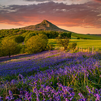 Buy canvas prints of Carpet of Bluebells by Roseberry Topping by Kevin Winter