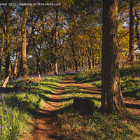 Buy canvas prints of Path through the Bluebells by Kevin Winter