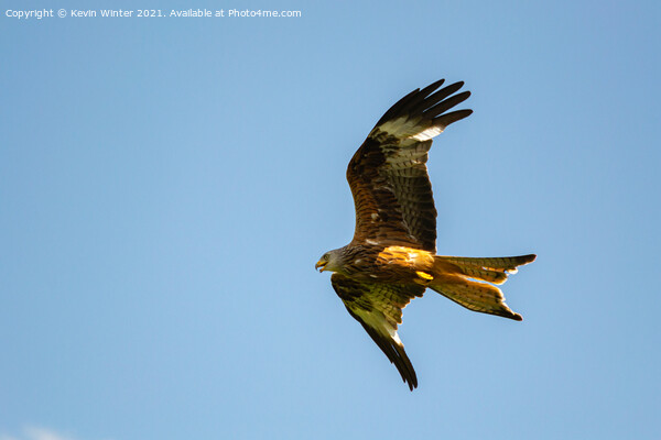 Red Kite in flight Picture Board by Kevin Winter