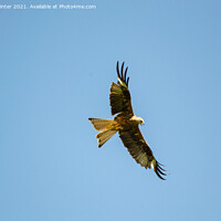 Buy canvas prints of Red Kite in flight by Kevin Winter