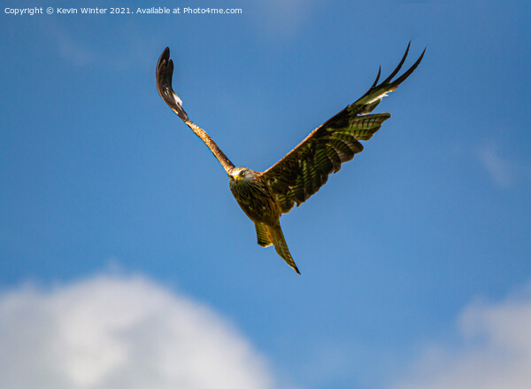 Red Kite in flight Picture Board by Kevin Winter