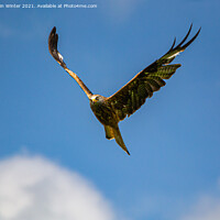 Buy canvas prints of Red Kite in flight by Kevin Winter