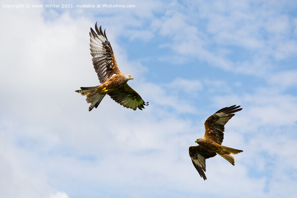 Red Kites circling for food Picture Board by Kevin Winter