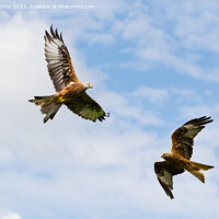 Buy canvas prints of Red Kites circling for food by Kevin Winter