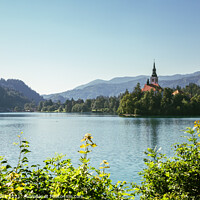 Buy canvas prints of Lake Bled by Sanga Park