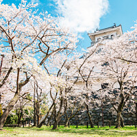 Buy canvas prints of Nagahama castle with cherry blossoms in Japan by Sanga Park