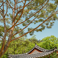 Buy canvas prints of Summer of Jongmyo Shrine in Korea by Sanga Park