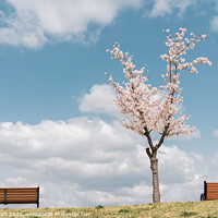 Buy canvas prints of Cherry blossoms on the hill by Sanga Park