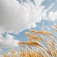 Buy canvas prints of Dry reeds by Sanga Park