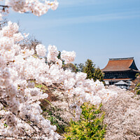 Buy canvas prints of Yoshino mountain with cherry blossoms by Sanga Park