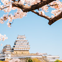 Buy canvas prints of Himeji castle with cherry blossoms by Sanga Park