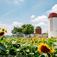 Buy canvas prints of Sunflower field at summer by Sanga Park