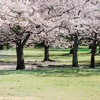 Buy canvas prints of Cherry blossoms forest by Sanga Park
