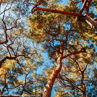 Buy canvas prints of Pine tree forest by Sanga Park