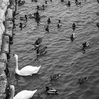 Buy canvas prints of Swans swimming amongst the ducks - standing out, black & white by Blok Photo 