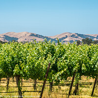Buy canvas prints of California Wine country - Panoramic by Blok Photo 