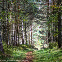 Buy canvas prints of Forest Path by Mark Ambrose