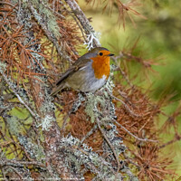 Buy canvas prints of A small Robin sitting on a branch by Mark Ambrose