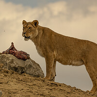 Buy canvas prints of A Lioness Protecting her Dinner by Alistair Duncombe