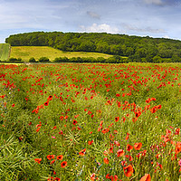 Buy canvas prints of Poppies  by Alistair Duncombe