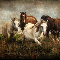 Buy canvas prints of Gower Ponies by Roger Daniel