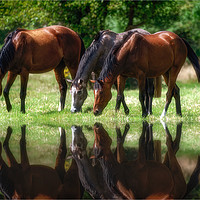 Buy canvas prints of Grazing Horses by Roger Daniel