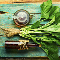 Buy canvas prints of Plantain in herbal medicine,homeopathic herbs by Mykola Lunov Mykola