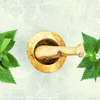 Buy canvas prints of Fresh nettle leaves,herbal medicine and homeopathy by Mykola Lunov Mykola