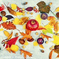 Buy canvas prints of Herbarium, collection of autumn leaves by Mykola Lunov Mykola