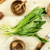 Buy canvas prints of Fresh wild garlic, spring herbs by Mykola Lunov Mykola