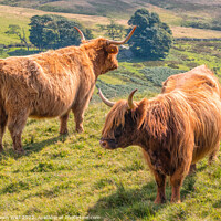 Buy canvas prints of Yin and Yang Highland Cows by Northern Wild
