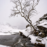 Buy canvas prints of Glenco snow lone tree by Northern Wild