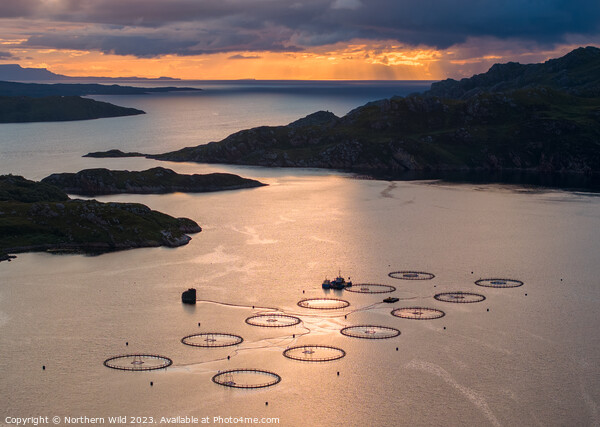 Scottish Twilight Over Salmon Farms Picture Board by Northern Wild