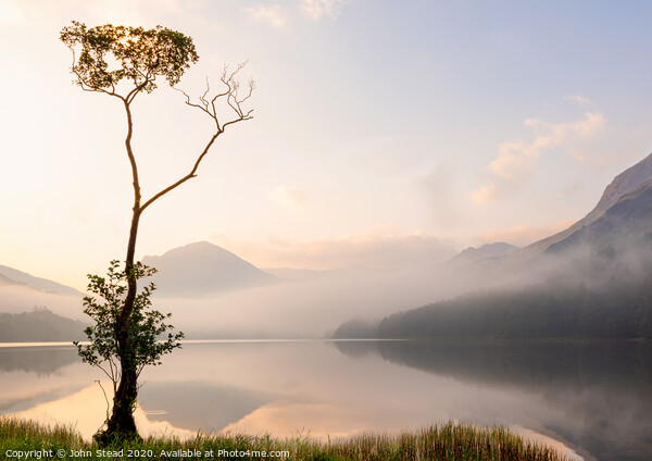 Buttermere lone tree with misty mountains, English Lake District UK Picture Board by Northern Wild