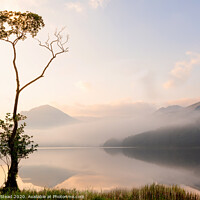 Buy canvas prints of Buttermere lone tree with misty mountains, English Lake District UK by Northern Wild