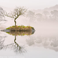 Buy canvas prints of Rydal water lone tree island in the mist. English lake district UK by Northern Wild