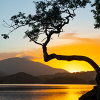 Buy canvas prints of Otterbield bay lone tree sunrise Derwentwater English lake district uk by Northern Wild